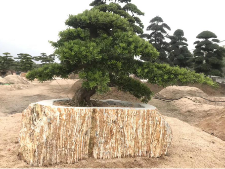 晏輝：用石材做的花盆真的人見人愛，每一款都獨具味道